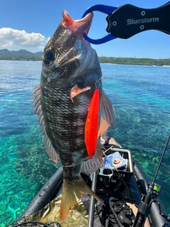 クチナジの釣果