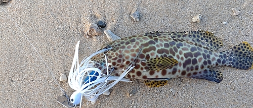 カンモンハタの釣果