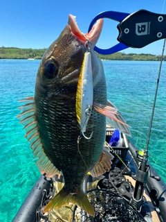 クチナジの釣果