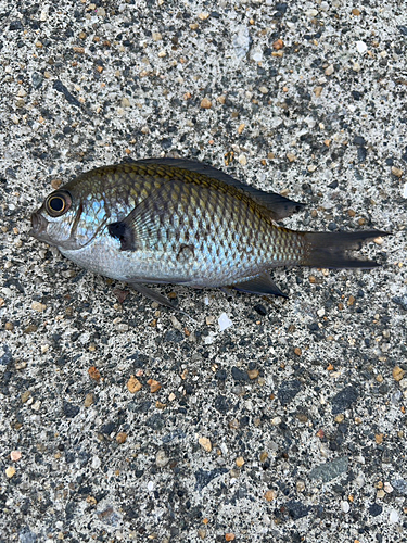 スズメダイの釣果