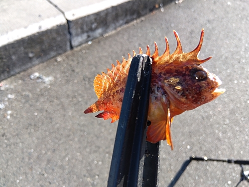 アイゴの釣果