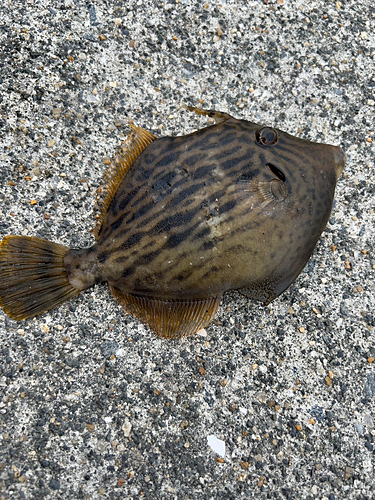 カワハギの釣果