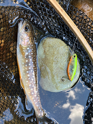 イワナの釣果