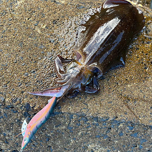 アオリイカの釣果