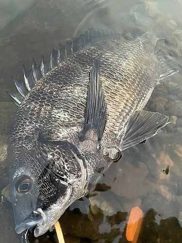 チヌの釣果