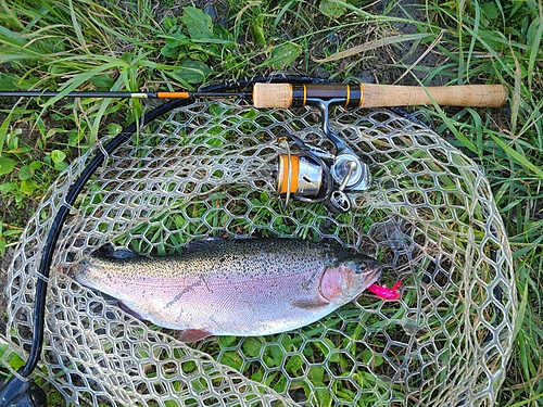 ニジマスの釣果