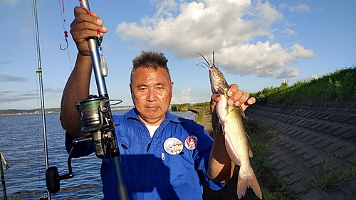 アメリカナマズの釣果