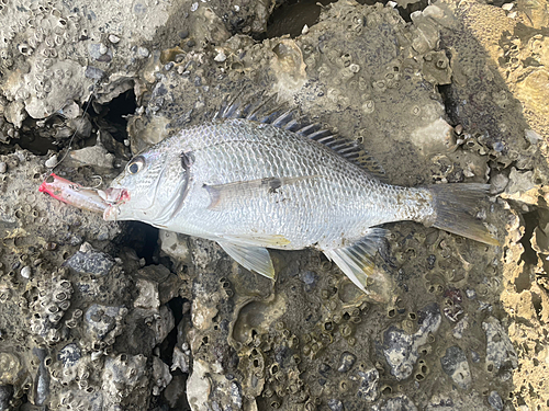 キビレの釣果