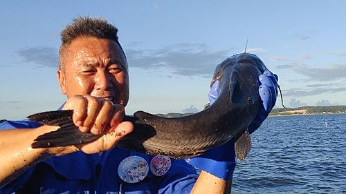 アメリカナマズの釣果