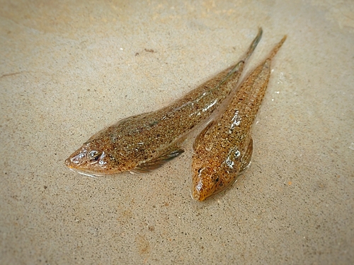 ネズミゴチの釣果