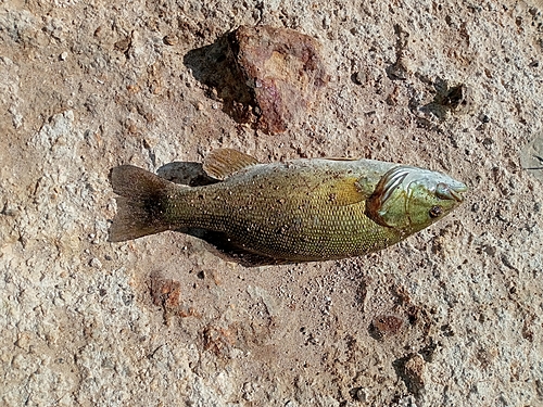 スモールマウスバスの釣果