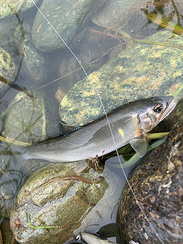 アユの釣果