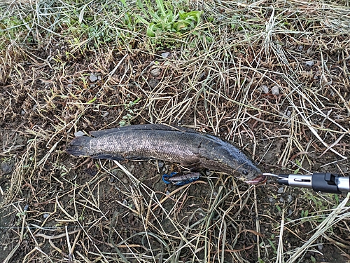 ライギョの釣果