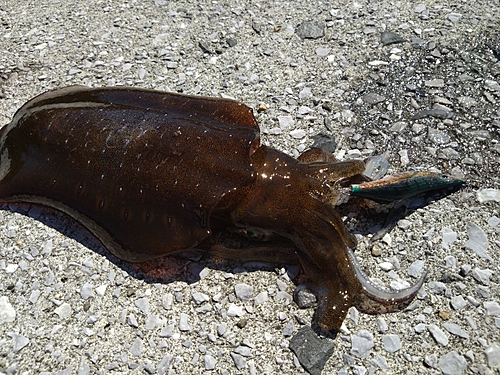 アオリイカの釣果