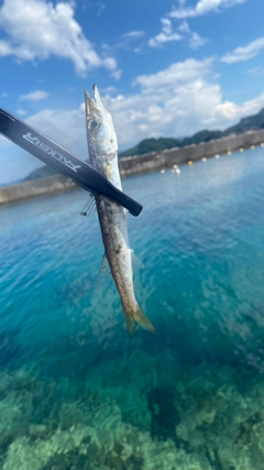 カマスの釣果