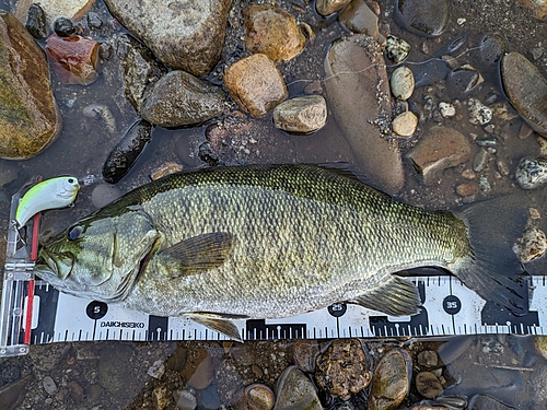 スモールマウスバスの釣果