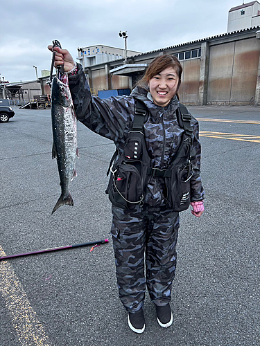 アキアジの釣果