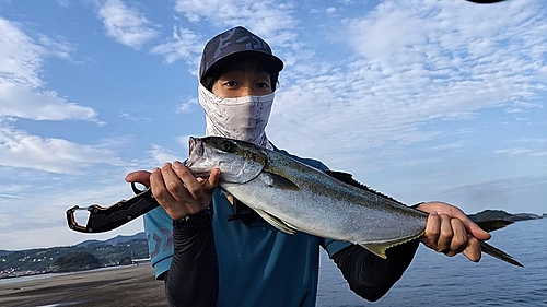 ヒラマサの釣果