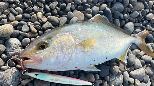 シオの釣果