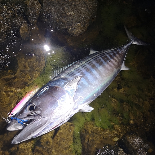 ハガツオの釣果