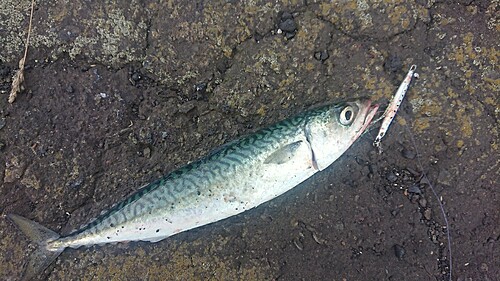 マサバの釣果