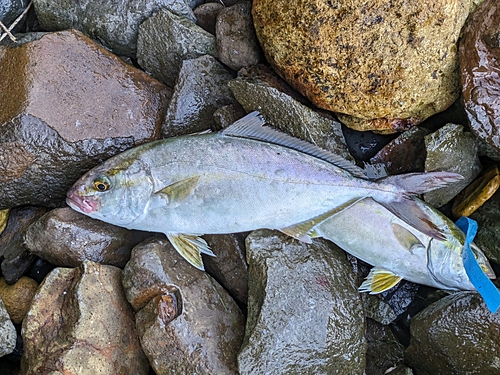 ネリゴの釣果