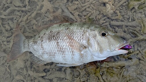 マトフエフキの釣果