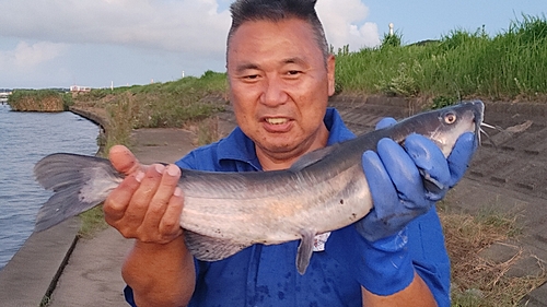 アメリカナマズの釣果