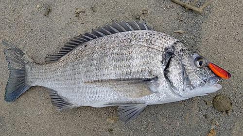 ミナミクロダイの釣果