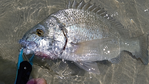 ミナミクロダイの釣果