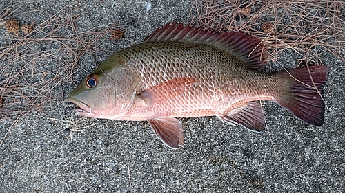 ゴマフエダイの釣果