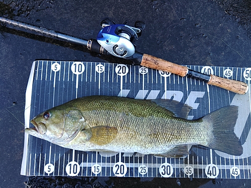 スモールマウスバスの釣果