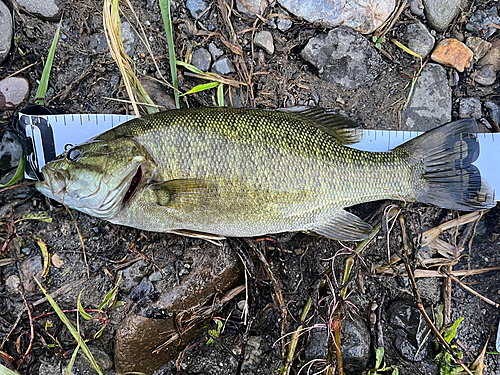 スモールマウスバスの釣果