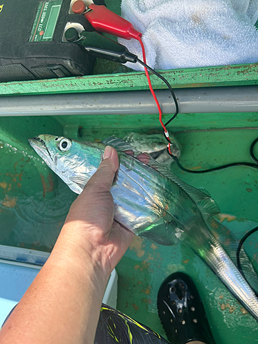 タチウオの釣果