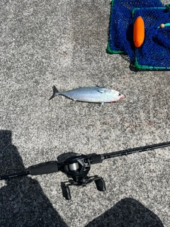 サバの釣果