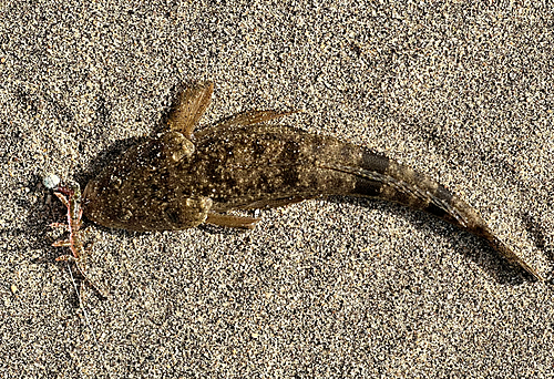 マゴチの釣果