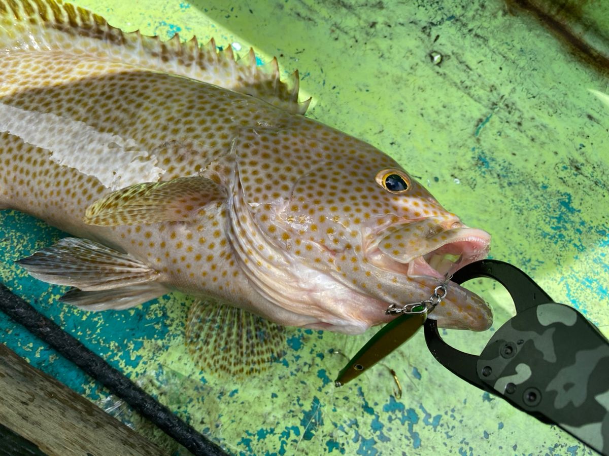 鱸さん！！さんの釣果 2枚目の画像