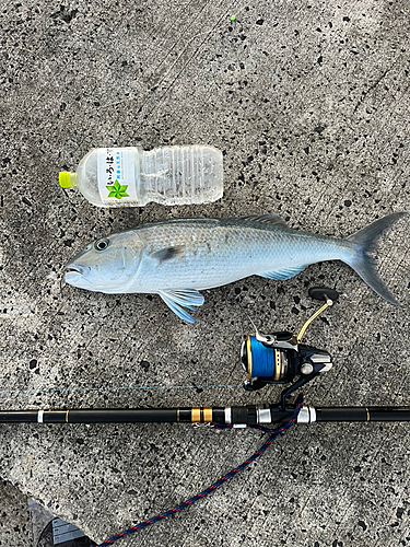 アオチビキの釣果