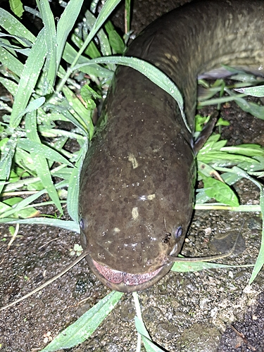 ナマズの釣果