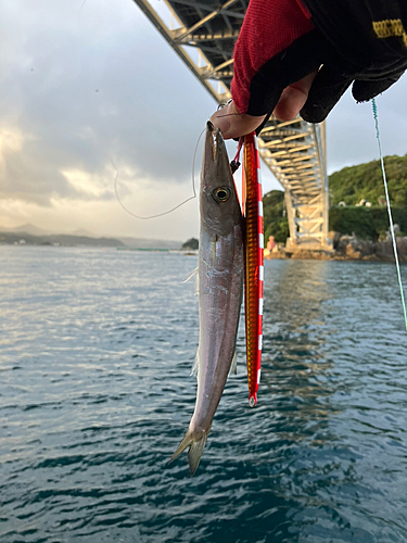 カマスの釣果