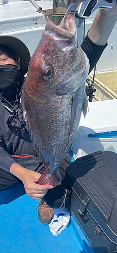 マダイの釣果