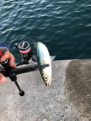 サバの釣果