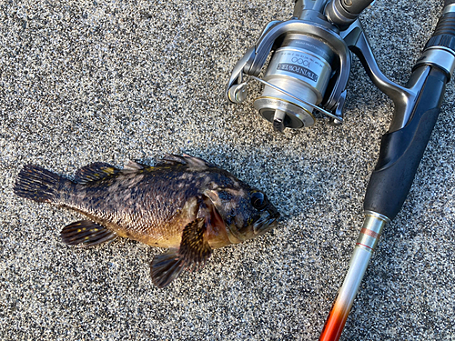 オウゴンムラソイの釣果