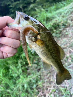 ラージマウスバスの釣果