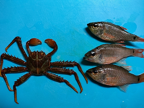 クロホシイシモチの釣果