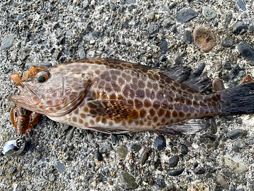 オオモンハタの釣果