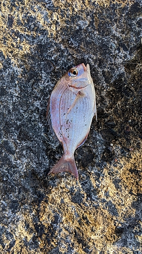 チャリコの釣果