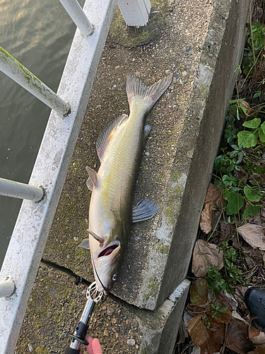 アメリカナマズの釣果