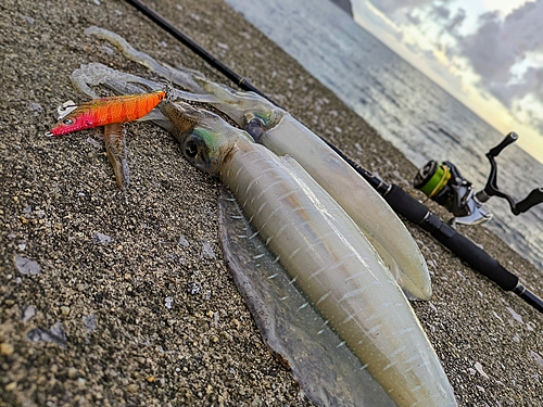 アオリイカの釣果