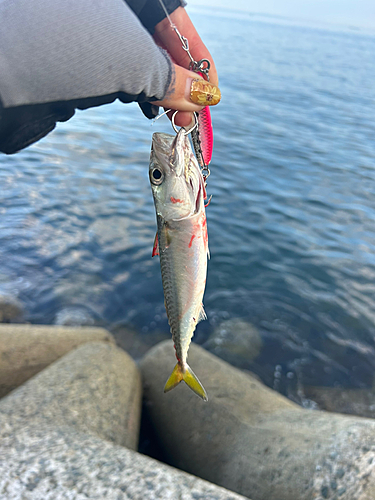 サバの釣果